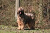 BRIARD 059